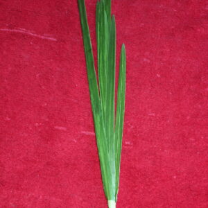 Cymbidium Foliage
