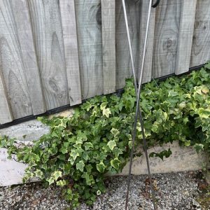 Tall Vintage Ski Poles