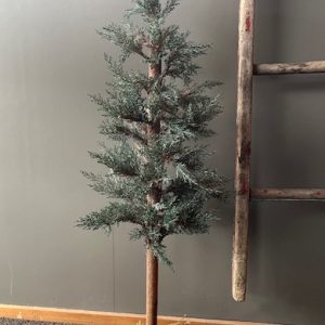 1 mtr tall Tree
